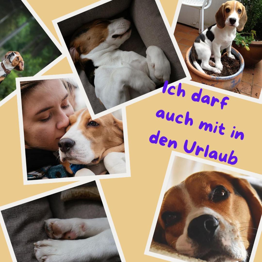 Sehr Beliebt! Ferienhaus Zur Donau Herbertingen Dış mekan fotoğraf